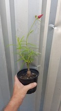Decaschistia parviflora skyscr for sale  NOTTINGHAM