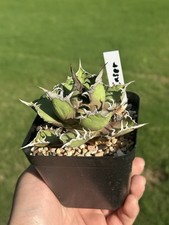 Agave titanota caser for sale  Fayetteville