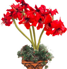 Gorgeous floral arrangement for sale  Palm City