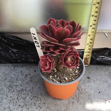 Aeonium loki for sale  UK