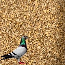 Premium wheat feed for sale  El Cajon