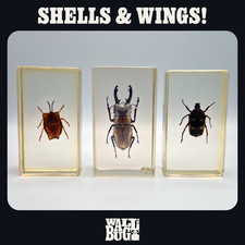 Shells wings insects for sale Shells wings insects for sale  LONDON