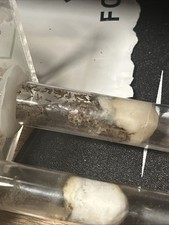 Pheidole morrisi colony for sale  Sewickley