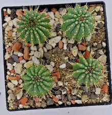 Kakteen kaktus larryleachia gebraucht kaufen  Deutschland