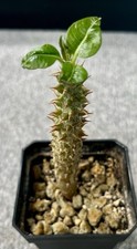 Pachypodium baronii madagascan for sale  ABERGAVENNY