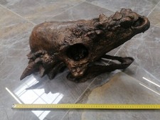Reproduction crânes animaux d'occasion  Saint-Priest