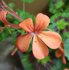 Pelargonium gazelle géranium d'occasion  Mont-près-Chambord