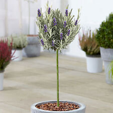 Lavender munstead tree for sale  UK