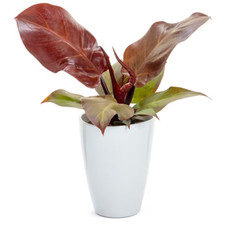 Philodendron hybrid fall for sale  Denver