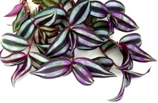 Tradescantia zebrina ableger gebraucht kaufen  Gronau