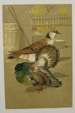 Cg717 cartolina cpa usato Cg717 cartolina cpa usato  Tramonti