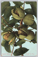 Postcard english walnuts for sale  Schererville