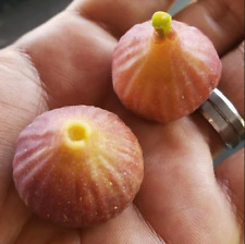 Little ruby fig for sale  Kent