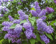 20 GRAINES DE LILAS VIOLET DE PROVENCE comprar usado  Enviando para Brazil