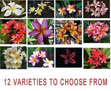 Frangipani plumeria rubra for sale  CRIEFF