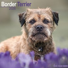 Border terrier 2026 for sale  UK