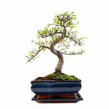 Chinesische ulme bonsai gebraucht kaufen  Fuchsmühl