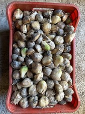 Aglione spicchi semina usato  Arezzo