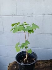 Ginkgo tree live for sale  Kennett Square