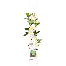 Rosa crazy love for sale  UK