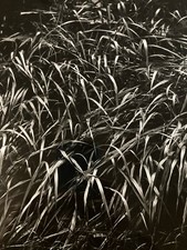 bourboulon jacques photographie d'occasion  Toulouse-