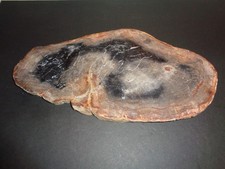 Petrified wood inches for sale  Ambler