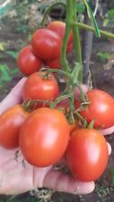 Pomodoro Cencara, Buccia Fine, Sodo, Polposo, Pochi Semi, Raro Rare, Semi Seeds comprar usado  Enviando para Brazil