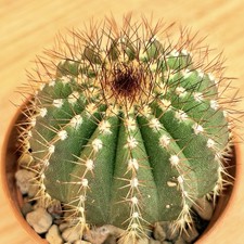 uebelmannia usato uebelmannia usato Baranzate