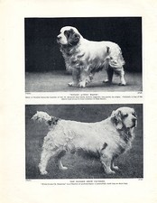 Clumber spaniel two for sale  COLEFORD