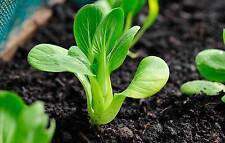 Baby bok choy for sale  Culver