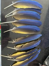 blue macaw feathers for sale blue macaw feathers for sale BEXLEYHEATH