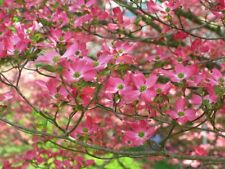 Pink flowering dogwood for sale  RICHMOND