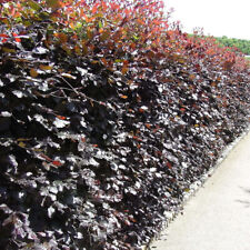 Copper beech 3ft for sale  NEWTOWNARDS