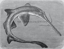 C1896 antique fish for sale  UK