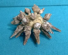 Rare taxidermy dried for sale  Blairsville