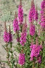 Lythrum salicaria zigeunerblut gebraucht kaufen  Westerstede