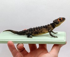 Taxidermy, Cabinet De Curiosites : Scinco Coccodrillo  (Tribolonotus gracili) na sprzedaż  Wysyłka do Poland