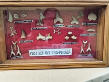 Collezione denti squalo usato  Terni