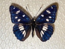 Limenitis reducta ex gebraucht kaufen  Deutschland