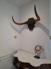 Taxidermy antique cow for sale  KINGSWINFORD