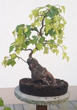 Bonsai birke solitär gebraucht kaufen  Marktheidenfeld