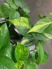 Rooted bundle houseplants for sale  Woodhaven