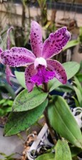 Cattleya amethystoglossa xxx for sale  Venice