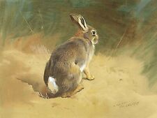 Archibald thorburn rabbit for sale  UK
