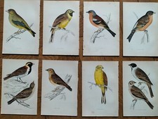 Gravures zoologie oiseaux d'occasion  Metz-