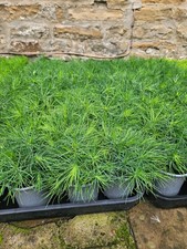 Japanese red pine for sale  BARNSLEY