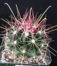 Texas barrel cactus for sale  Ashmore