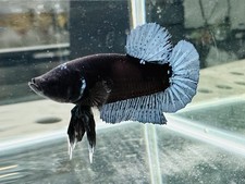 Live betta fish for sale  Fontana