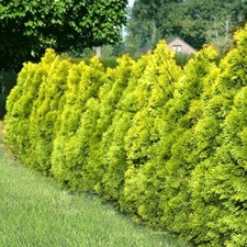 Drzewo życia - Tuja GOLDEN BRABANT 40-60 cm w pojemniku na sprzedaż  Wysyłka do Poland