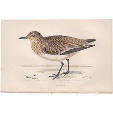 Morris antique bird for sale  Chicago